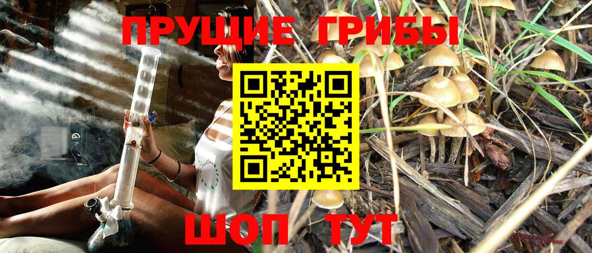 Павлово  Псилоцибиновые грибы прущие грибы  Вход с VPN  Псилоцибиновые грибы мицелий 